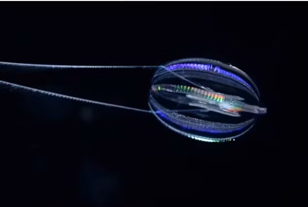 Ctenophore được coi là sinh vật sống lâu đời nhất trên Trái đất, với việc xuất hiện của chúng được giải thích là cách đây khoảng 700 triệu năm trước đây.