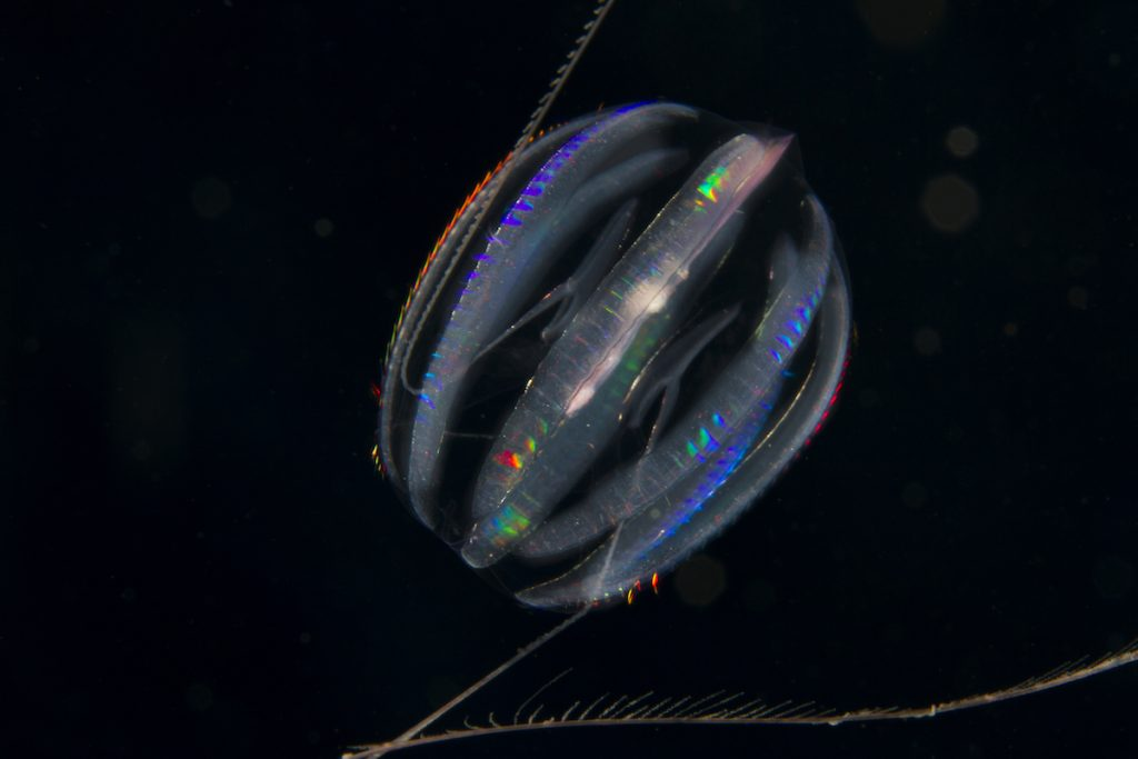 Ông Daniel Rokhsar, giáo sư Đại học California kiêm đồng tác giả của nghiên cứu, cho biết: “Chúng tôi đã tìm ra một số cách sắp xếp lại ở bọt biển và động vật không phải ctenophore. Ngược lại, ctenophore không giống động vật. Lời giải thích đơn giản nhất là ctenophores đã phân nhánh trước khi việc sắp xếp lại xảy ra”.