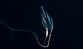 Điều đặc biệt về tế bào của ctenophore là chúng không giống như tế bào của loài bọt biển và các loài động vật khác. Nhiễm sắc thể của chúng được sắp xếp lại theo một cách khác biệt rõ rệt, đó là một trong những đặc điểm phân biệt của ctenophore so với các động vật khác.