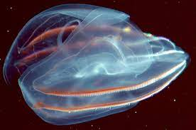 Ctenophore là một loài động vật ăn thịt, và chúng tiêu thụ các loài sinh vật nhỏ hơn như cá nhỏ, tôm và các loài plankton.