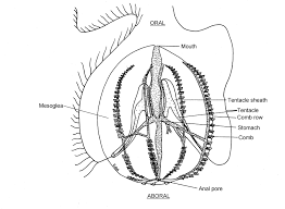 Chúng thường xuất hiện ở độ sâu khoảng 200 đến 1500 mét dưới mặt nước, nơi chúng có thể được tìm thấy khắp các đại dương trên thế giới.
