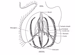 Chúng thường xuất hiện ở độ sâu khoảng 200 đến 1500 mét dưới mặt nước, nơi chúng có thể được tìm thấy khắp các đại dương trên thế giới.