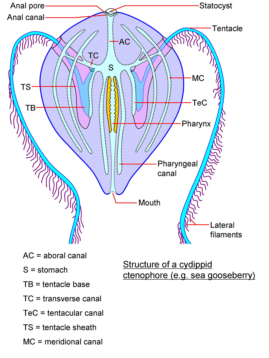 Ctenophore thường có hình dạng giống như sứa, với hàng loạt các cánh nhánh chạy dọc thân. Các nhánh này giúp chúng di chuyển và thực hiện chức năng ăn.