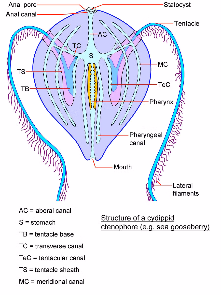 Ctenophore thường có hình dạng giống như sứa, với hàng loạt các cánh nhánh chạy dọc thân. Các nhánh này giúp chúng di chuyển và thực hiện chức năng ăn.