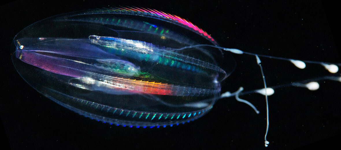 Điều đó đồng nghĩa với việc ctenophore đã xuất hiện lâu hơn rất nhiều so với loài khủng long ra đời cách đây 230 triệu năm.