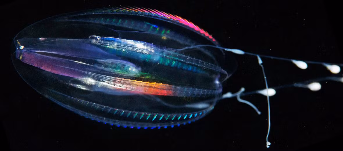 Điều đó đồng nghĩa với việc ctenophore đã xuất hiện lâu hơn rất nhiều so với loài khủng long ra đời cách đây 230 triệu năm.