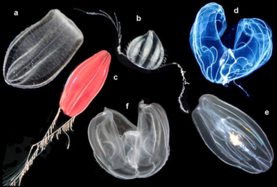 Tế bào của ctenophore và một số loài không phải động vật chia sẻ các tổ hợp gien - nhiễm sắc thể cụ thể, điều này đã phản ánh sự nhất quán trong quá trình tiến hóa và phát triển của chúng.