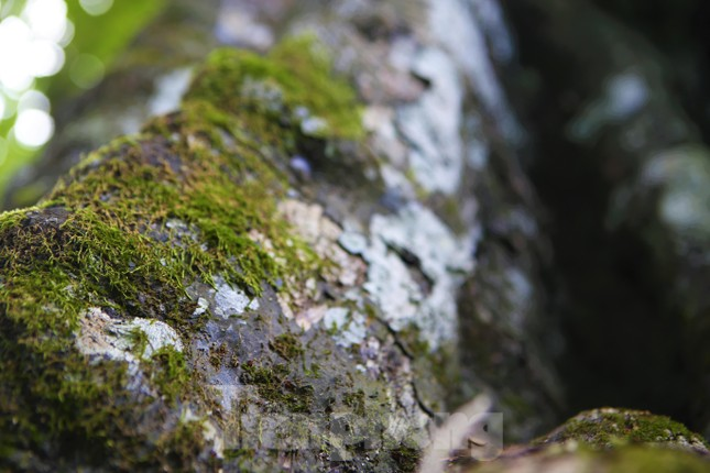 Hiện tại toàn bộ phần lõi bên trong đã bị rỗng, người có thể chui lọt qua nhưng cây thị cành lá vẫn um tùm, xanh mướt. Đặc biệt đến mùa Vu Lan, thị trĩu quả, tỏa mùi thơm ngào ngạt khắp vùng. (Ảnh: Tiền phong)