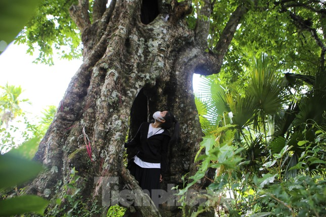 Trải qua bao biến cố thăng trầm của lịch sử, “cây thị ăn thề” vẫn sừng sững đầy sức sống, tỏa bóng xanh mát. (Ảnh: Tiền phong)