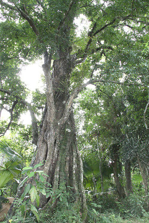 Cây thị này được nhà chức trách Hà Tĩnh xác định có tuổi đời hơn 700 năm với chiều cao khoảng 40m, đường kính kích thước khoảng 12m. Gốc cây sần sùi, rêu xanh bám quanh. (Ảnh: 1thegioi.vn)