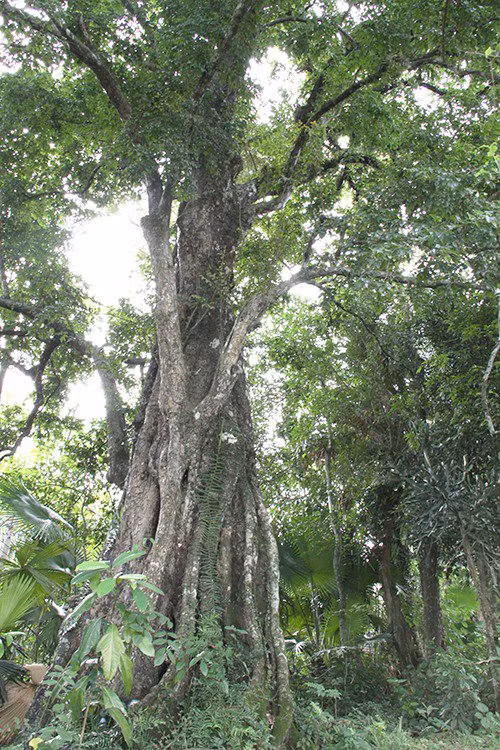 Cây thị này được nhà chức trách Hà Tĩnh xác định có tuổi đời hơn 700 năm với chiều cao khoảng 40m, đường kính kích thước khoảng 12m. Gốc cây sần sùi, rêu xanh bám quanh. (Ảnh: 1thegioi.vn)