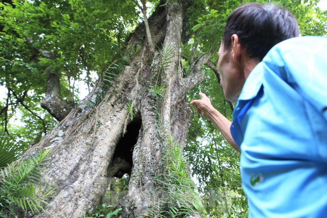Mới đây, Hội Bảo vệ thiên nhiên và môi trường Việt Nam ra quyết định công nhận "cây thị ăn thề" này là Cây di sản Việt Nam. (Ảnh: Tiền phong)