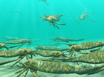 Các bọ cạp biển là loài săn mồi, chúng được xem là cường độ săn mồi lớn, có thể ăn các loài động vật khác như cá, tôm, cua, động vật giáp xác và thậm chí cả đá.