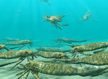 Các bọ cạp biển là loài săn mồi, chúng được xem là cường độ săn mồi lớn, có thể ăn các loài động vật khác như cá, tôm, cua, động vật giáp xác và thậm chí cả đá.