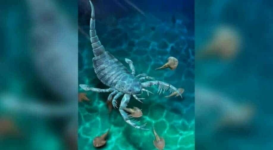 Chúng là những sinh vật biển cổ đại có hình dáng giống như con cua với chiều dài từ vài cm đến hơn 2m.