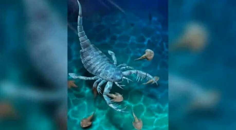 Chúng là những sinh vật biển cổ đại có hình dáng giống như con cua với chiều dài từ vài cm đến hơn 2m.