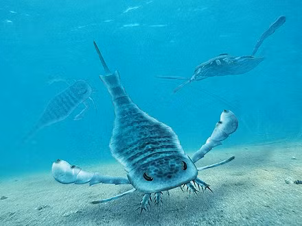 Bọ cạp biển được cho là đã sống trong các môi trường khác nhau từ nước ngọt, đến nước mặn và cả trên đất liền.