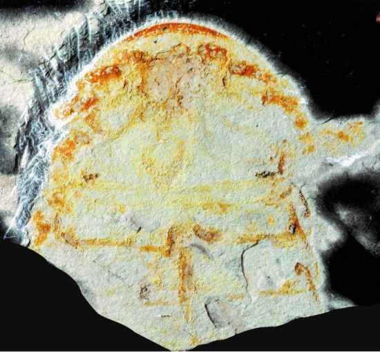 Đây là hóa thạch sớm nhất của loài này được tìm thấy tại Trung Quốc.