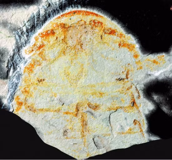 Đây là hóa thạch sớm nhất của loài này được tìm thấy tại Trung Quốc.