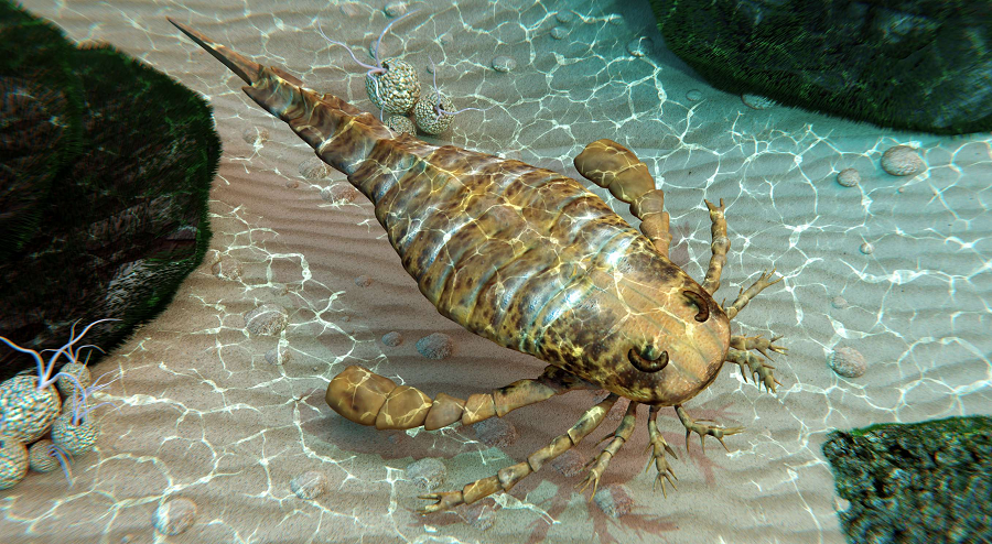 Eurypterid có đôi chân kép phát triển, mỗi chân có nhiều sợi động vật để giúp chúng dễ dàng di chuyển. Loài này còn có đôi tay to như càng tay của cua để bám và cắn con mồi giúp chúng săn mồi dễ dàng hơn.