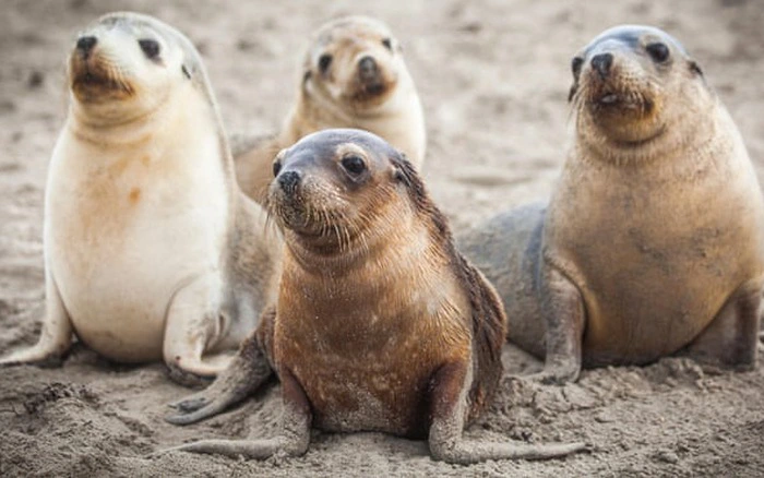 Dựa trên phương pháp đó, Danh sách đỏ các loài bị đe dọa của IUCN đã xếp hạng khoảng 28% các loài đang bị đe dọa tuyệt chủng.