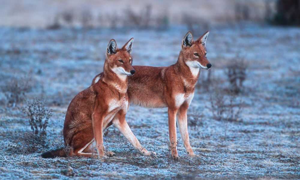 Ông Pincheira-Donoso cho biết nghiên cứu của ông và các đồng nghiệp không nhằm chỉ ra các loài đang bị đe dọa hay không, mà thay vào đó, liệu quy mô quần thể của chúng có đang trở nên ngày càng nhỏ hơn hay không. Xu hướng giảm dân số theo thời gian là tiền thân của sự tuyệt chủng.