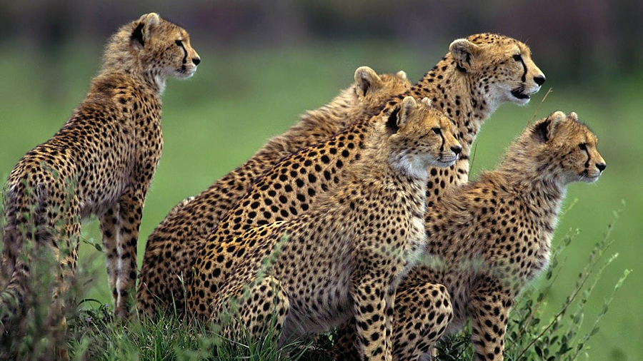 Điều này đã khiến một số nhà khoa học cho rằng chúng ta đang bước vào thời kỳ đại tuyệt chủng thứ 6, và lần này là do con người gây ra.