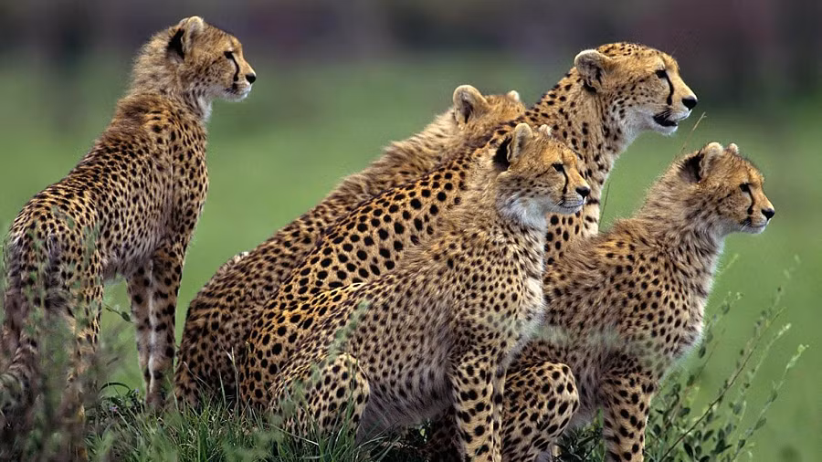 Điều này đã khiến một số nhà khoa học cho rằng chúng ta đang bước vào thời kỳ đại tuyệt chủng thứ 6, và lần này là do con người gây ra.