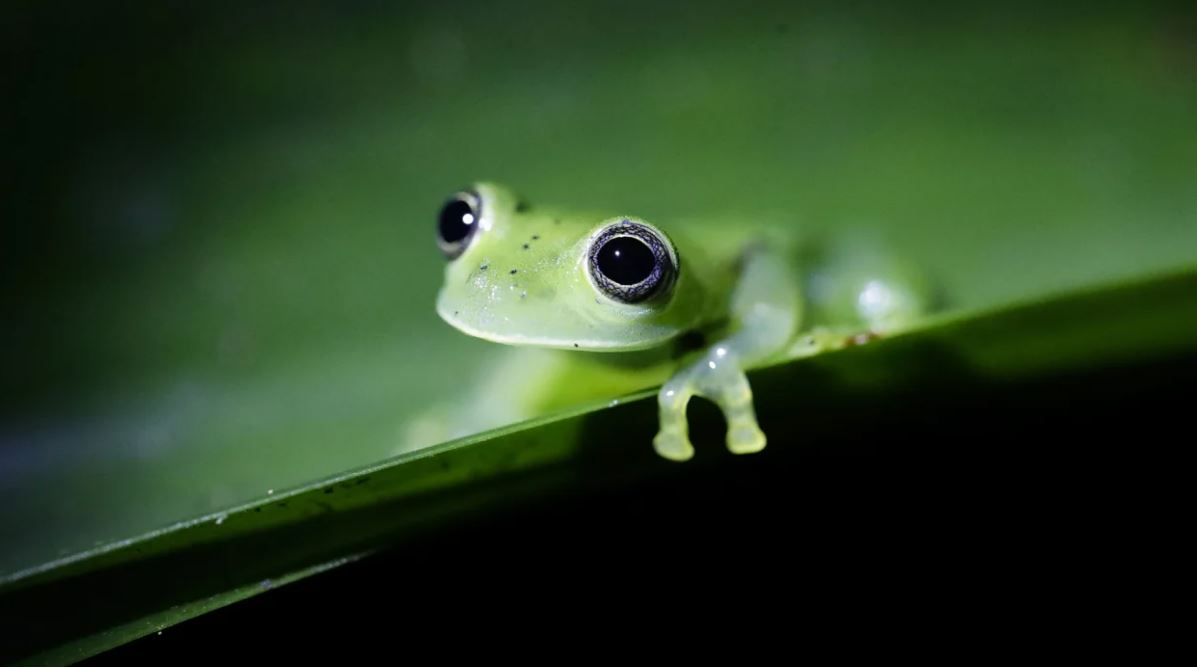 Những gì đang xảy ra không chỉ ảnh hưởng đến việc duy trì sự đa dạng sinh học, mà còn ảnh hưởng đến tất cả các mặt của cuộc sống trên hành tinh này của chúng ta.