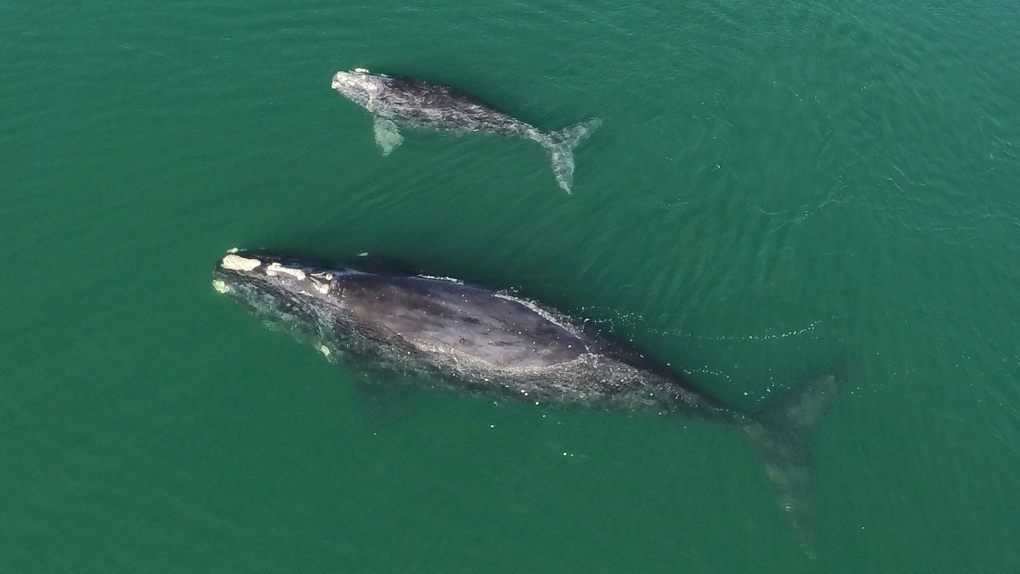 Theo nghiên cứu vừa được công bố trên tạp chí Đánh giá sinh học mới đây, 48% các loài trên toàn cầu đang suy giảm về số lượng, với chưa đầy 3% có sự gia tăng.