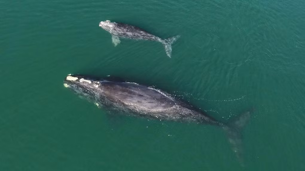 Theo nghiên cứu vừa được công bố trên tạp chí Đánh giá sinh học mới đây, 48% các loài trên toàn cầu đang suy giảm về số lượng, với chưa đầy 3% có sự gia tăng.