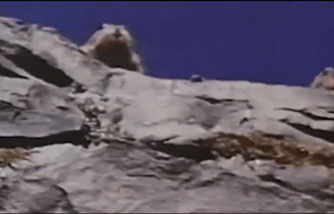 Theo các chuyên gia, hiện tượng 300.000 con sóc chuột Chinchilla cùng nhau nhảy khỏi vách đá thực chất không phải là một vụ tự sát tập thể. Đó chỉ là vụ tai nạn.