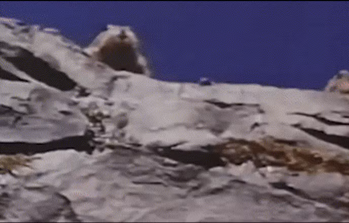 Theo các chuyên gia, hiện tượng 300.000 con sóc chuột Chinchilla cùng nhau nhảy khỏi vách đá thực chất không phải là một vụ tự sát tập thể. Đó chỉ là vụ tai nạn.