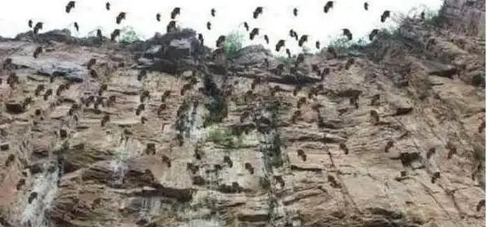 Tuy nhiên vào ngày 26/2/1994, một vụ "tự sát tập thể" đã xảy ra, khoảng 300.000 sóc chuột Chinchilla chết đồng loạt ở Tân Cương (Trung Quốc).