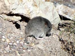 Chinchilla là loài đêm, hoạt động chủ yếu trong suốt đêm để tìm kiếm thức ăn như hạt, cỏ khô, thảo mộc và cành cây.