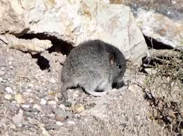Chinchilla là loài đêm, hoạt động chủ yếu trong suốt đêm để tìm kiếm thức ăn như hạt, cỏ khô, thảo mộc và cành cây.