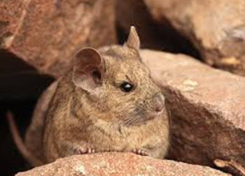 Chúng thích sống trong hang động và hốc đá để tránh sự tấn công từ các đối thủ tự nhiên.