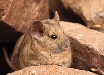 Chúng thích sống trong hang động và hốc đá để tránh sự tấn công từ các đối thủ tự nhiên.