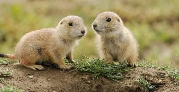 Sóc chuột Chinchilla có vẻ ngoài đặc trưng với bộ lông mềm và màu nâu xám.