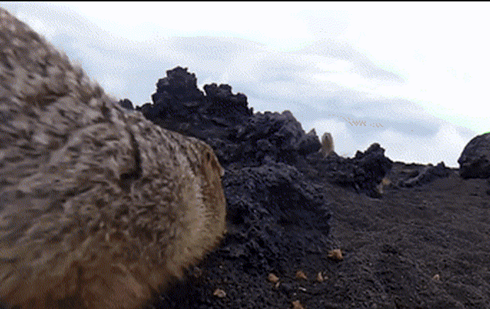 Những con sóc chuột này chỉ muốn tìm được một môi trường sống mới, sau khi nhận ra khu vực sinh sống bị đe dọa nhưng chúng đã đánh giá thấp độ cao của vách đá này và đồng loạt nhảy xuống. Kết quả là tất cả đều mất mạng.