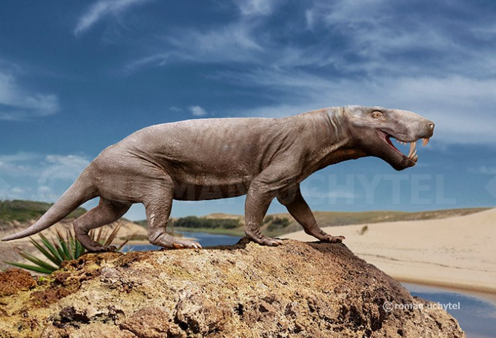 Với kích thước lớn, nó có thể đạt chiều dài lên đến 5 mét và nặng khoảng 500 kg.