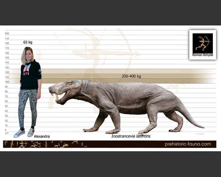 Điểm đặc trưng nổi bật của Inostrancevia là hàm răng sắc nhọn và chắc chắn, được trang bị đầy đủ cho việc cắn xé thức ăn.