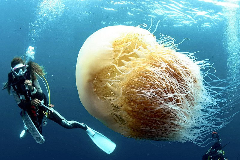 Chúng có hình dạng tròn, thân mềm và tia chân dài phủ đầy các đốt giúp chúng di chuyển trong nước. Màu sắc của sứa Nomura thường là màu nâu hoặc tím.