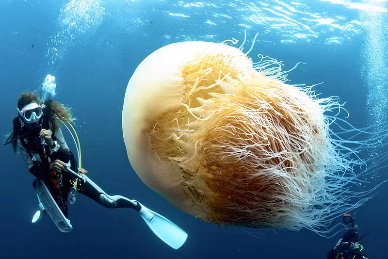 Chúng có hình dạng tròn, thân mềm và tia chân dài phủ đầy các đốt giúp chúng di chuyển trong nước. Màu sắc của sứa Nomura thường là màu nâu hoặc tím.