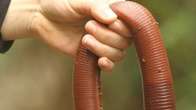 Chúng có màu sắc đa dạng, từ nâu đến xám và có vằn trên cơ thể.