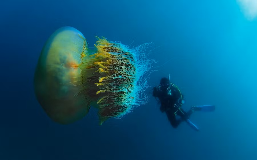 Con sứa Nomura có thể đạt đường kính lên tới 2 mét và cân nặng lên đến 200 kg, là một trong những loài sứa lớn nhất trên thế giới.