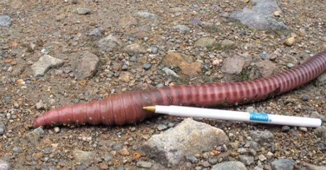 Giun đất Gippsland là một trong những loài động vật khổng lồ có thể bạn sẽ không ngờ tới với kích thước ấn tượng, có thể dài tới 1,5 mét và đường kính lên đến 2,5 cm.