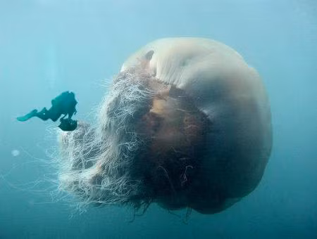 1. Sứa Nomura, hay còn được gọi là sứa khổng lồ Nomura (Nomura's jellyfish), là một loài sứa biển lớn thuộc họ sứa Rhizostomatida.