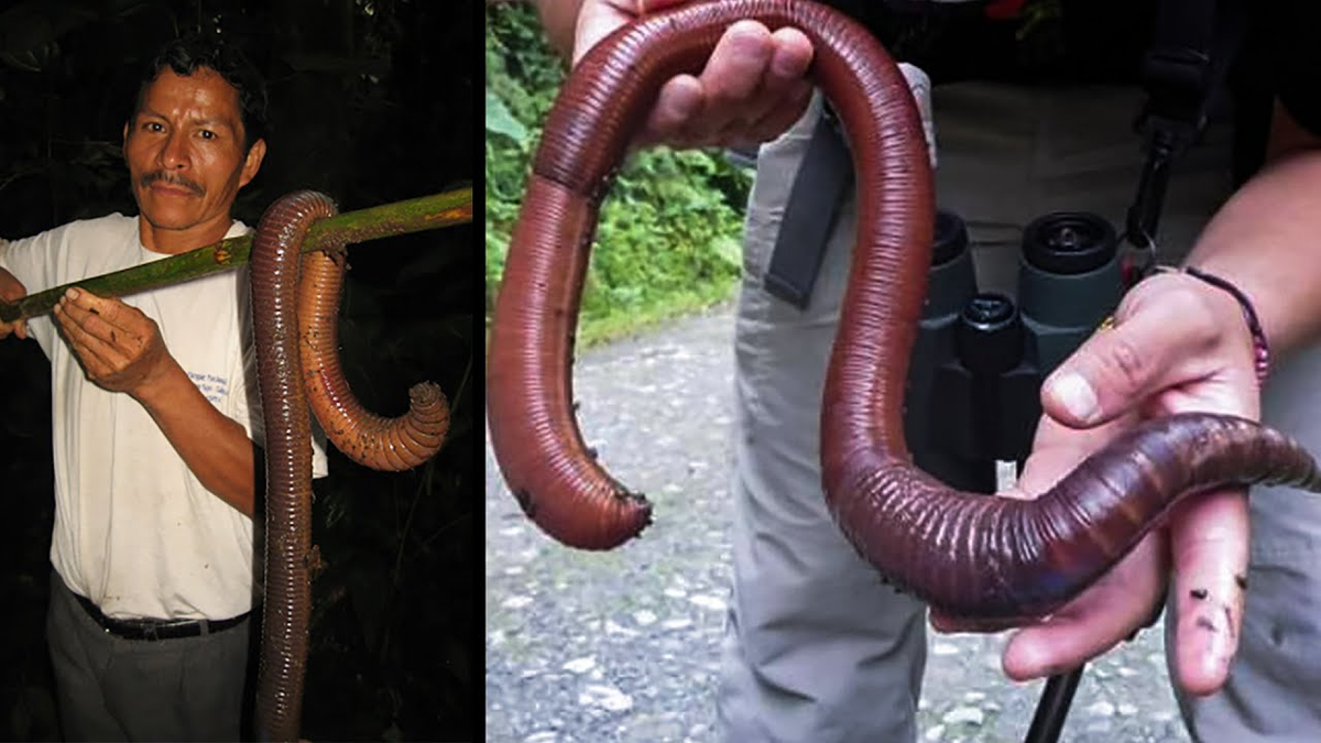 2. Giun đất Gippsland, được biết đến với tên gọi khoa học là Megascolides australis, là một loài giun đất lớn và độc đáo tìm thấy ở vùng Gippsland của bang Victoria, Úc. Đây là một loài đặc hữu của khu vực này và có sự phân bố hạn chế.