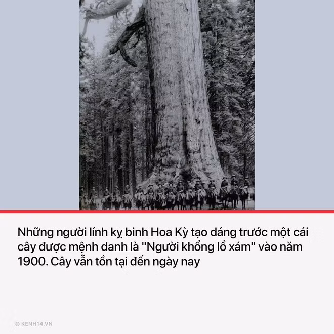 Cây cổ thụ trong rừng California thường có tuổi thọ khá cao